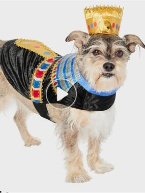 Get ready for Halloween early! Gold & Black Royal Dog Costume with Blue Collar
